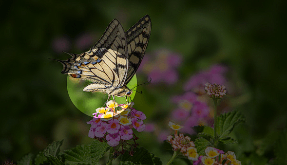 How to create a colorized spotlight effect on image?